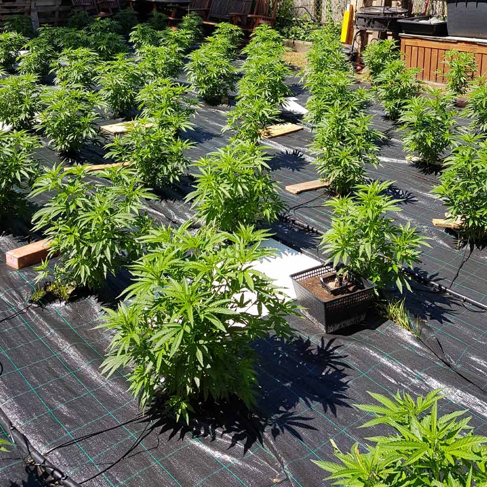 Auto Cheese Autoflowering Weed Seeds Wholesale