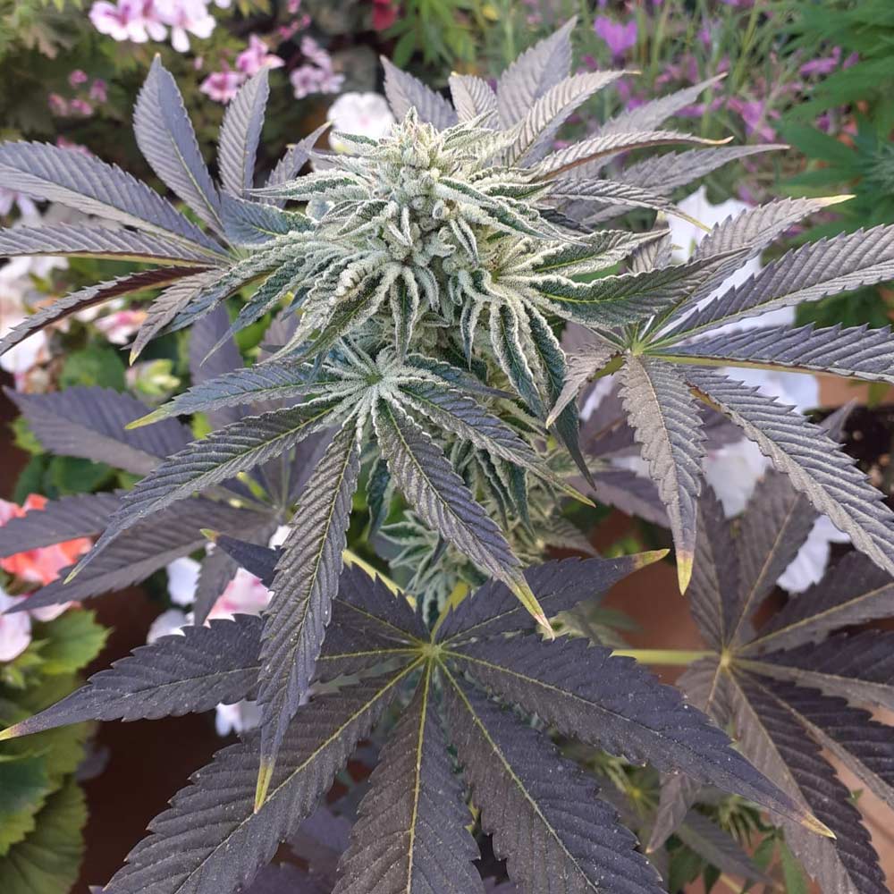 Biscotti x Off Road Regular Cannabis Seeds Wholesale