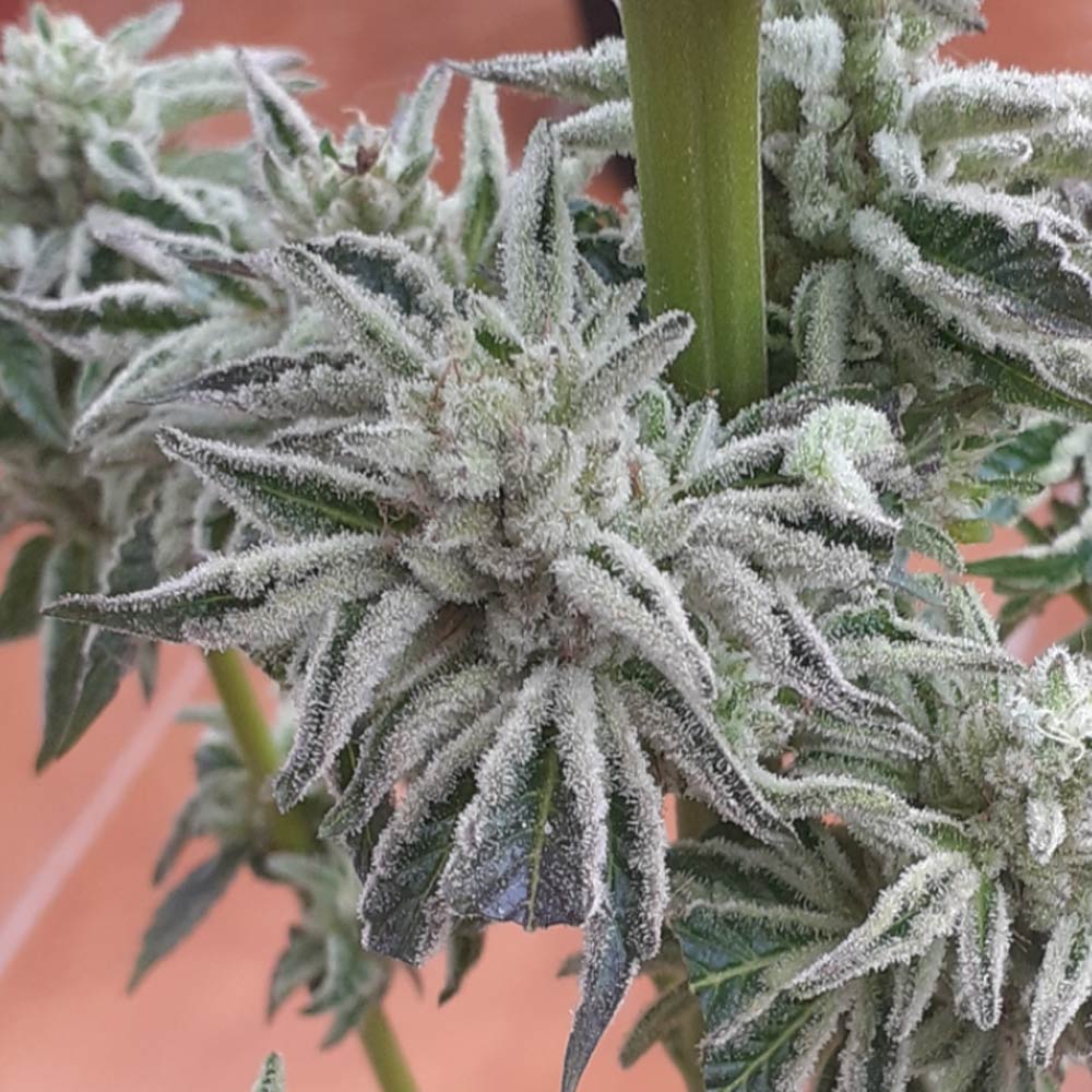 Biscotti x Off Road Regular Cannabis Seeds Wholesale