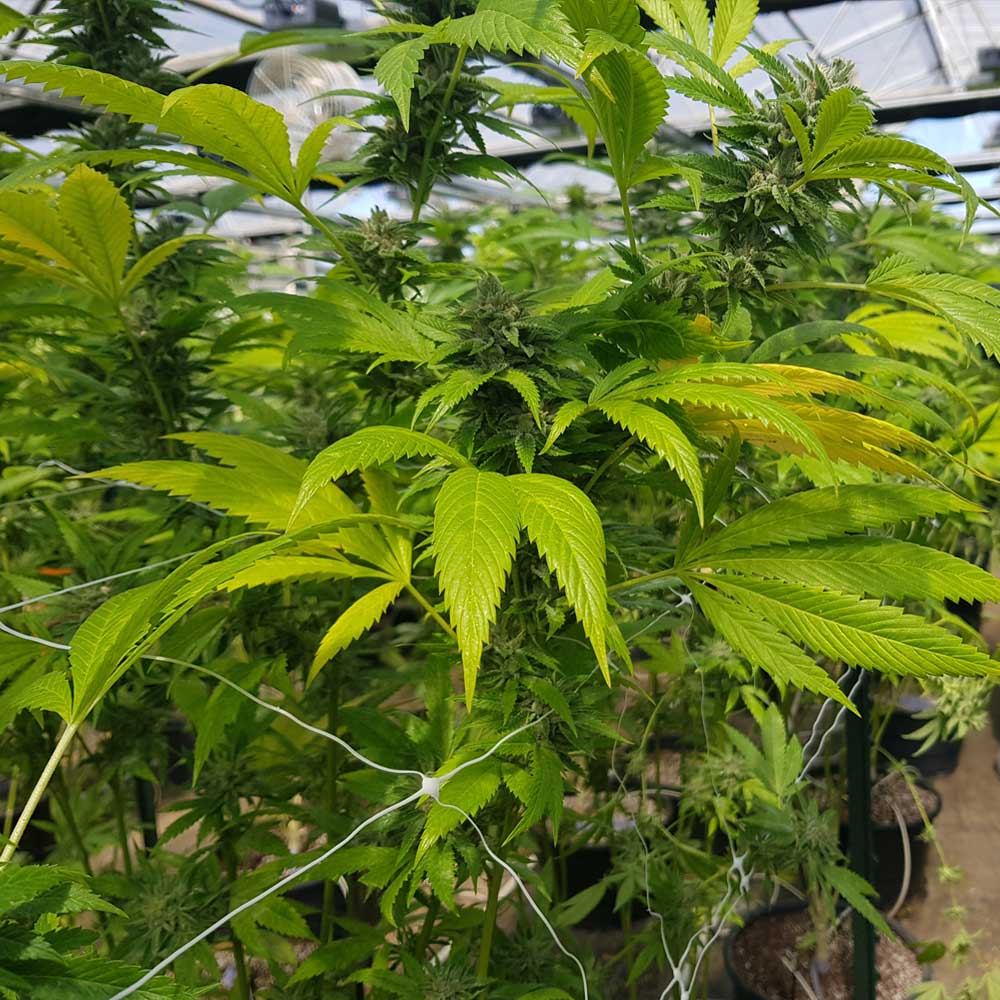CBD Cheese Female Weed Seeds Wholesale