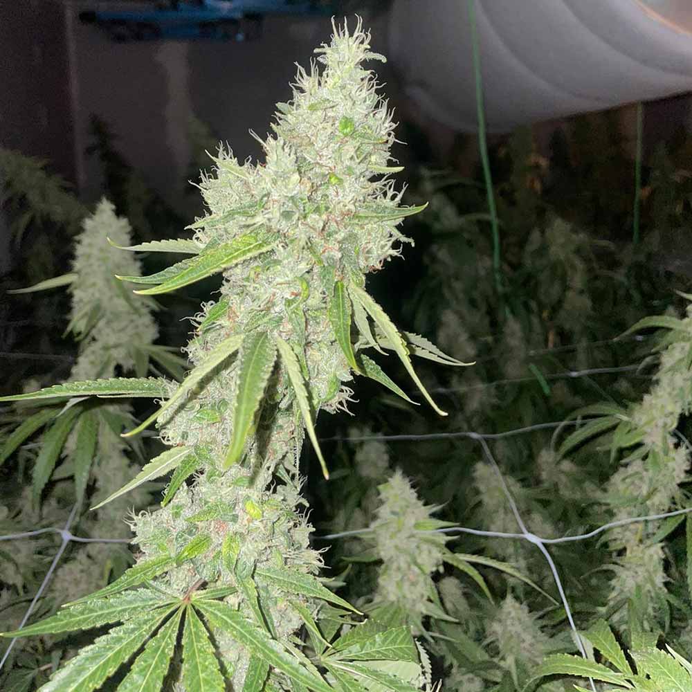 Mac N Cheese Female Cannabis Seeds Wholesale
