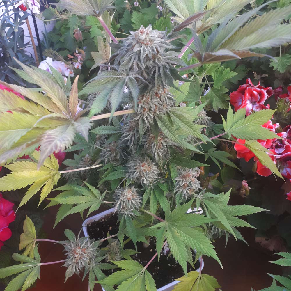 Off Road Regular Cannabis Seeds Wholesale