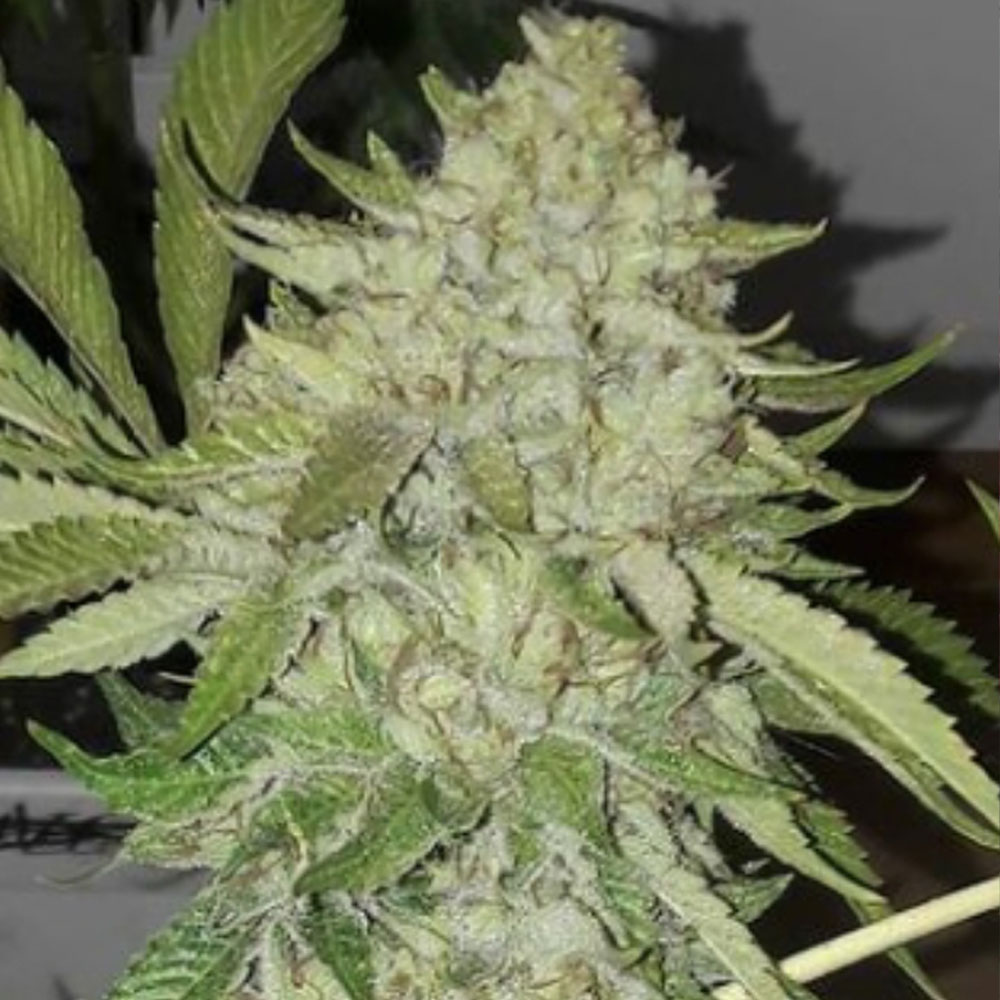 Off Road Regular Cannabis Seeds Wholesale