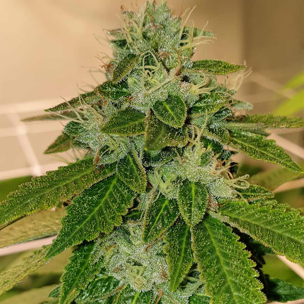 Original Cheese Regular Cannabis Seeds Wholesale