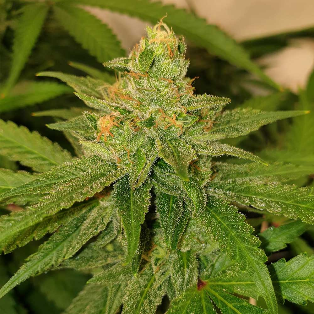 Original Cheese Female Weed Seeds Wholesale