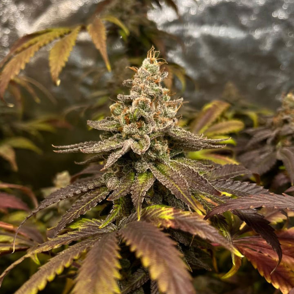GRAPPLEZ Feminized Cannabis Seeds by Black Tuna Seeds