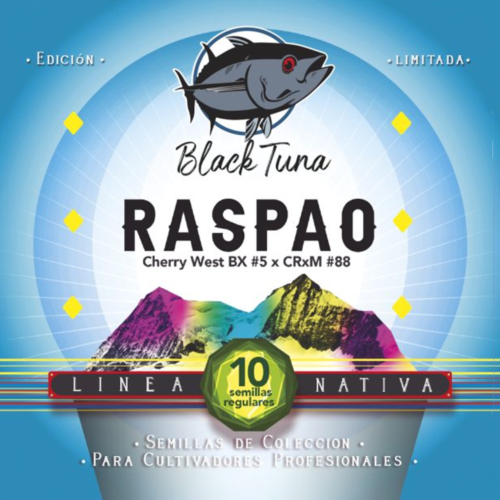 RASPAO REGULAR CANNABIS SEEDS BY BLACK TUNA SEEDS