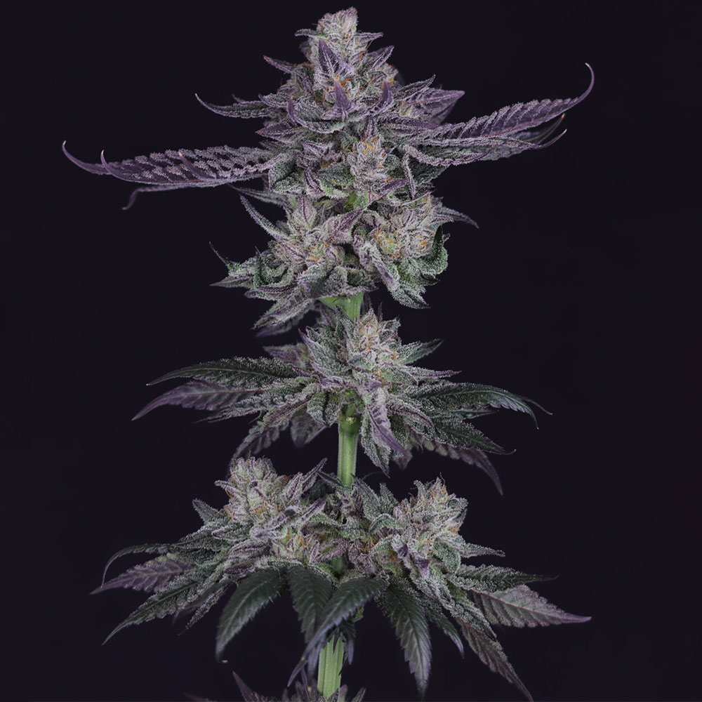 Banana Fudge Pop Regular Cannabis Seeds by Crockett Family Farms Wholesale