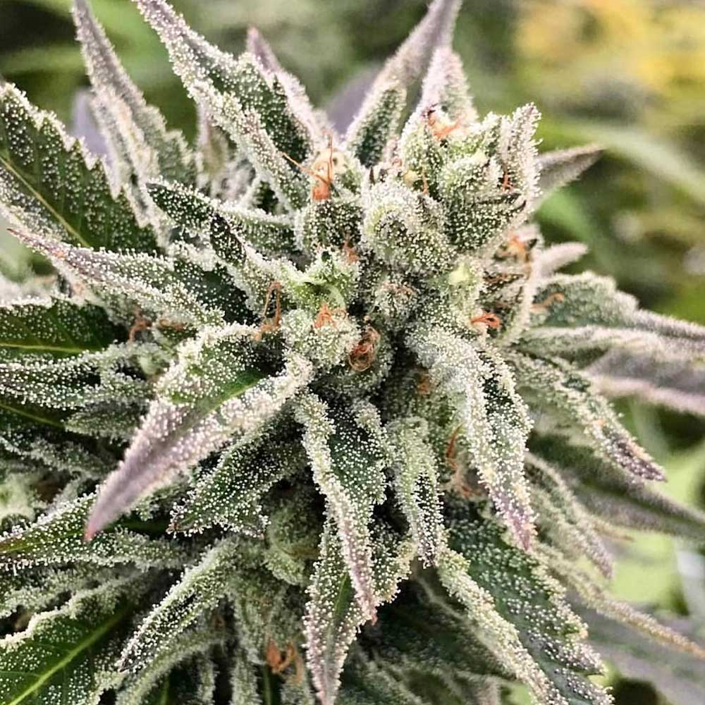 AutoGuav Auto Cannabis Seeds by Crockett Family Farms Wholesale