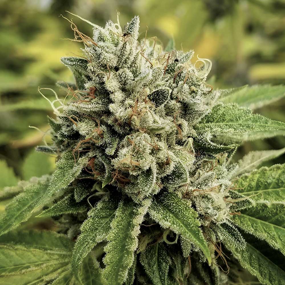 Camarosa Regular Cannabis Seeds by Crockett Family Farms Wholesale