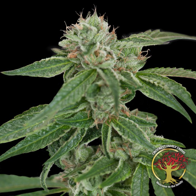 Crockett's Confidential Regular Cannabis Seeds by Crockett Family Farms Wholesale