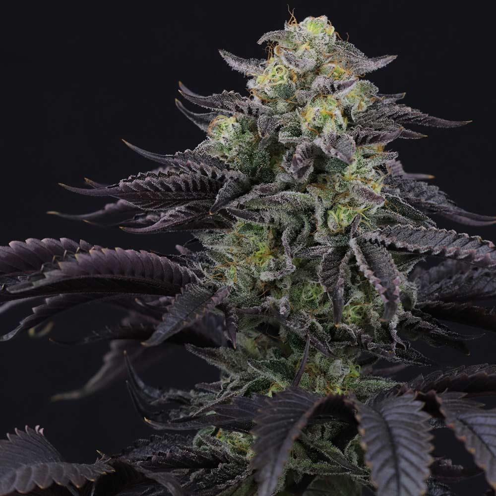 Icee Melt Regular Cannabis Seeds by Crockett Family Farms Wholesale