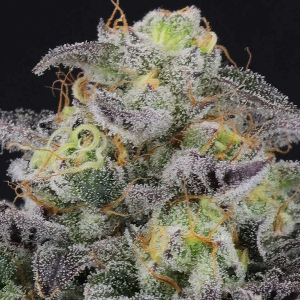Icee Melt Regular Cannabis Seeds by Crockett Family Farms Wholesale