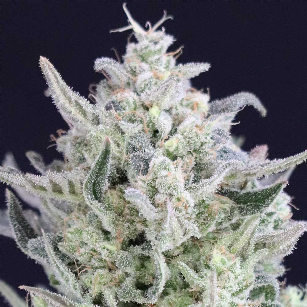 Tri Berry Regular Cannabis Seeds by Crockett Family Farms Wholesale
