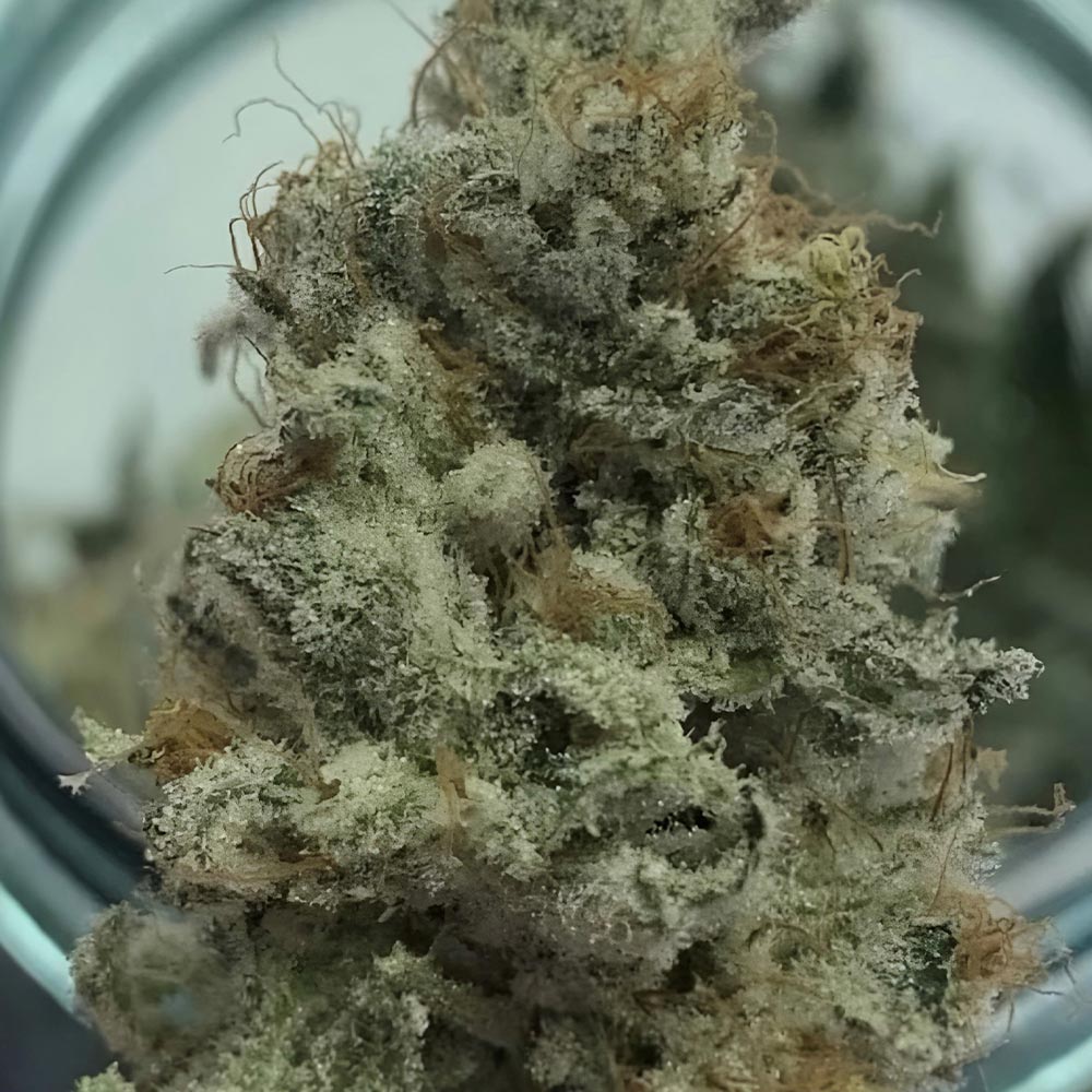 Golden Lemon Juice Regular Cannabis Seeds by Crockett Family Farms Wholesale