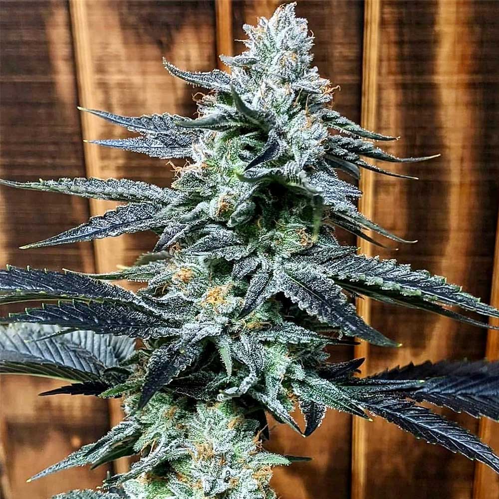 Crocketts Autodog Auto Cannabis Seeds by Crockett Family Farms Wholesale
