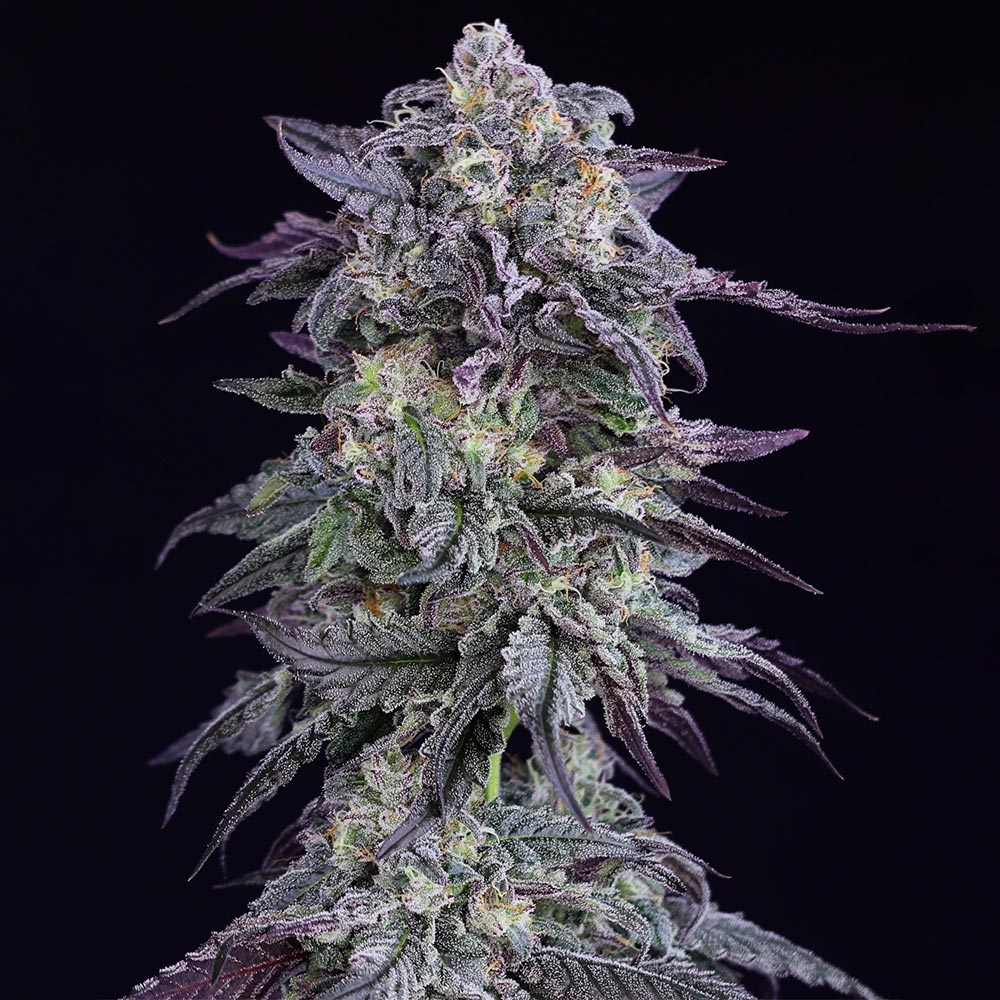 Grape Godalope Regular Cannabis Seeds by Crockett Family Farms Wholesale