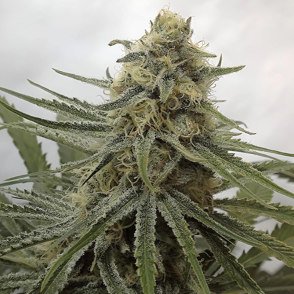 Juicy Dreams Regular Cannabis Seeds by Crockett Family Farms Wholesale