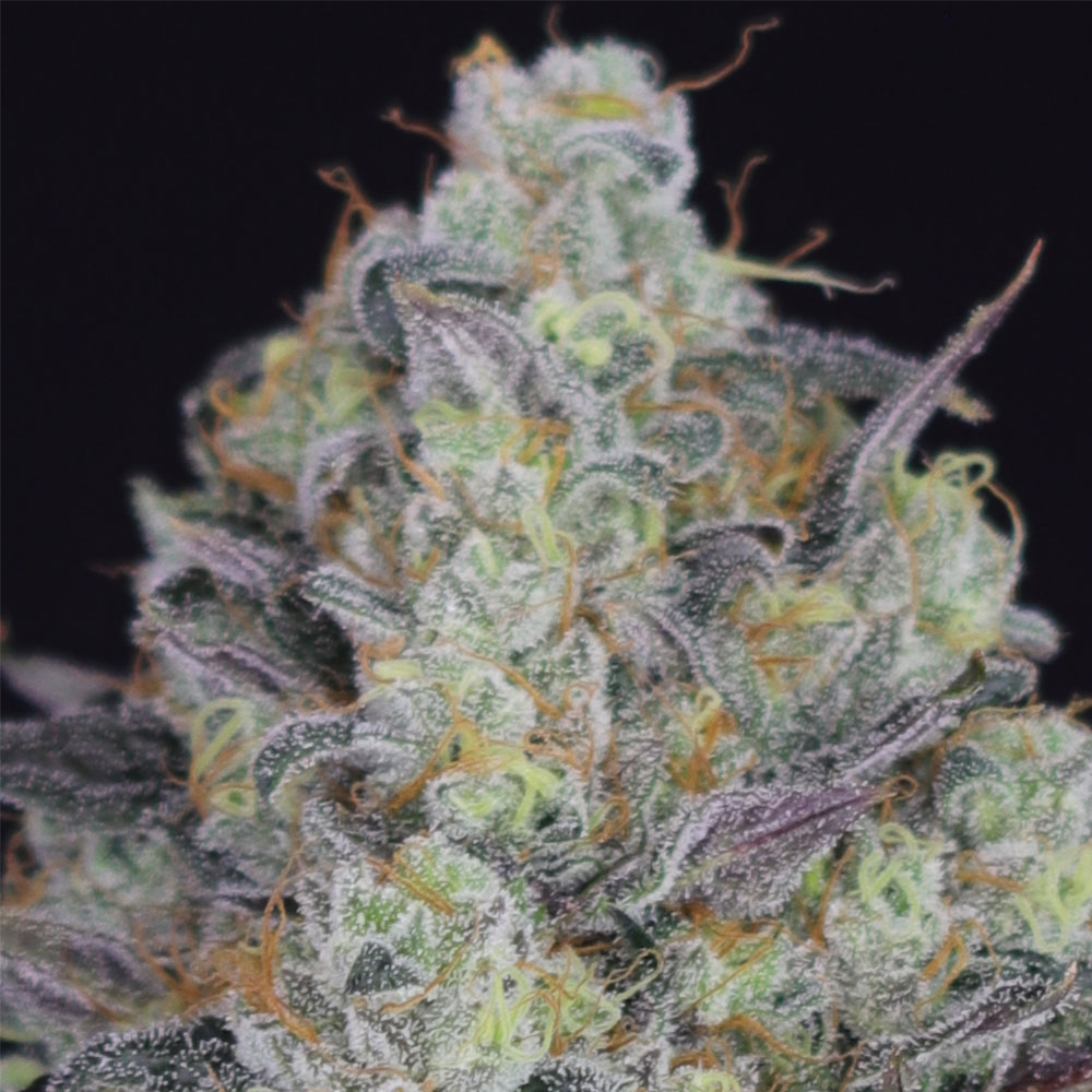 LA Juice Regular Cannabis Seeds by Crockett Family Farms Wholesale