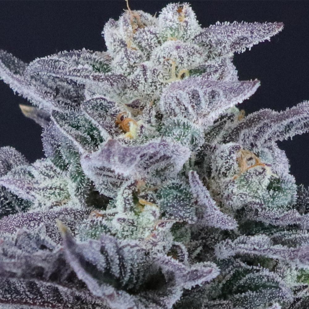 Loco Berry Regular Cannabis Seeds by Crockett Family Farms Wholesale