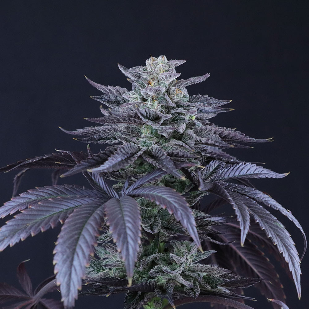 Loco Berry Regular Cannabis Seeds by Crockett Family Farms Wholesale