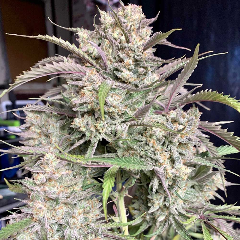 Strawnana Auto Cannabis Seeds by Crockett Family Farms Wholesale