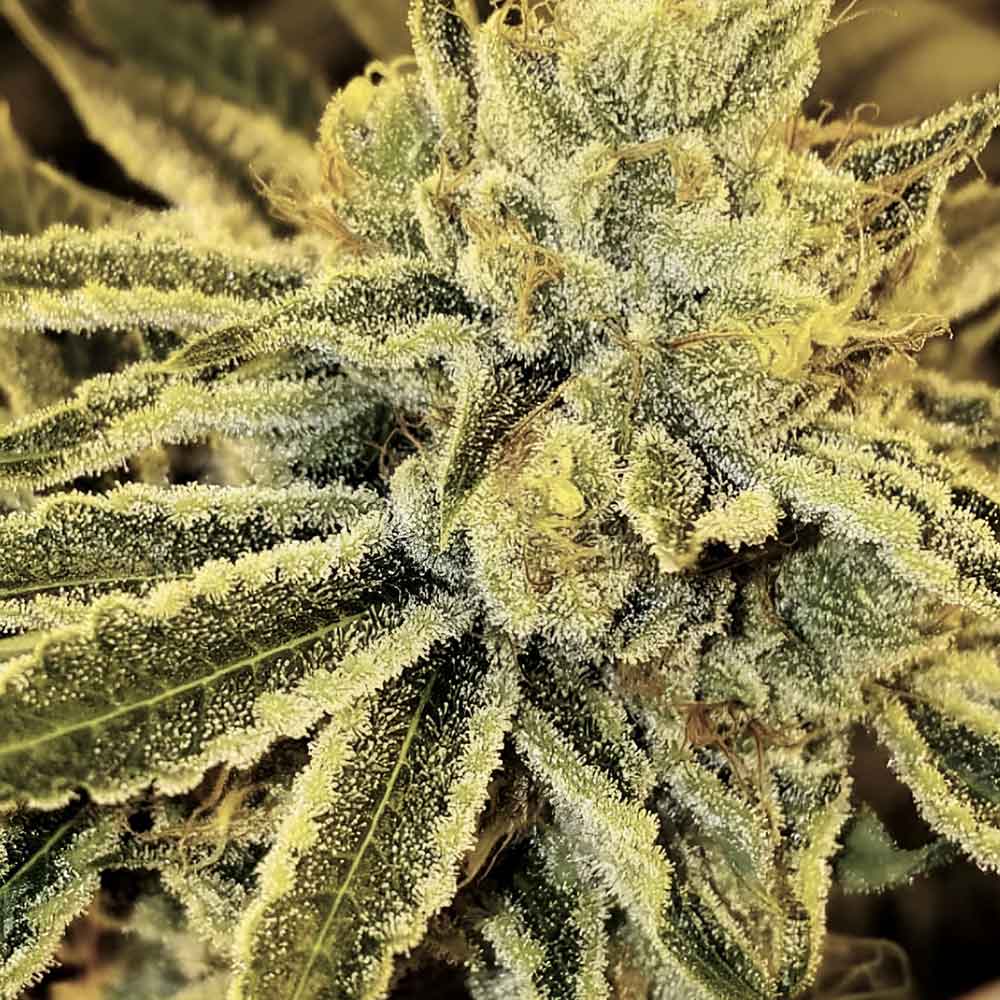 Strawnana Juice Regular Cannabis Seeds by Crockett Family Farms Wholesale