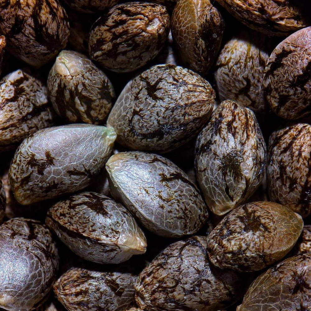 Compound Genetics Cannabis Seeds