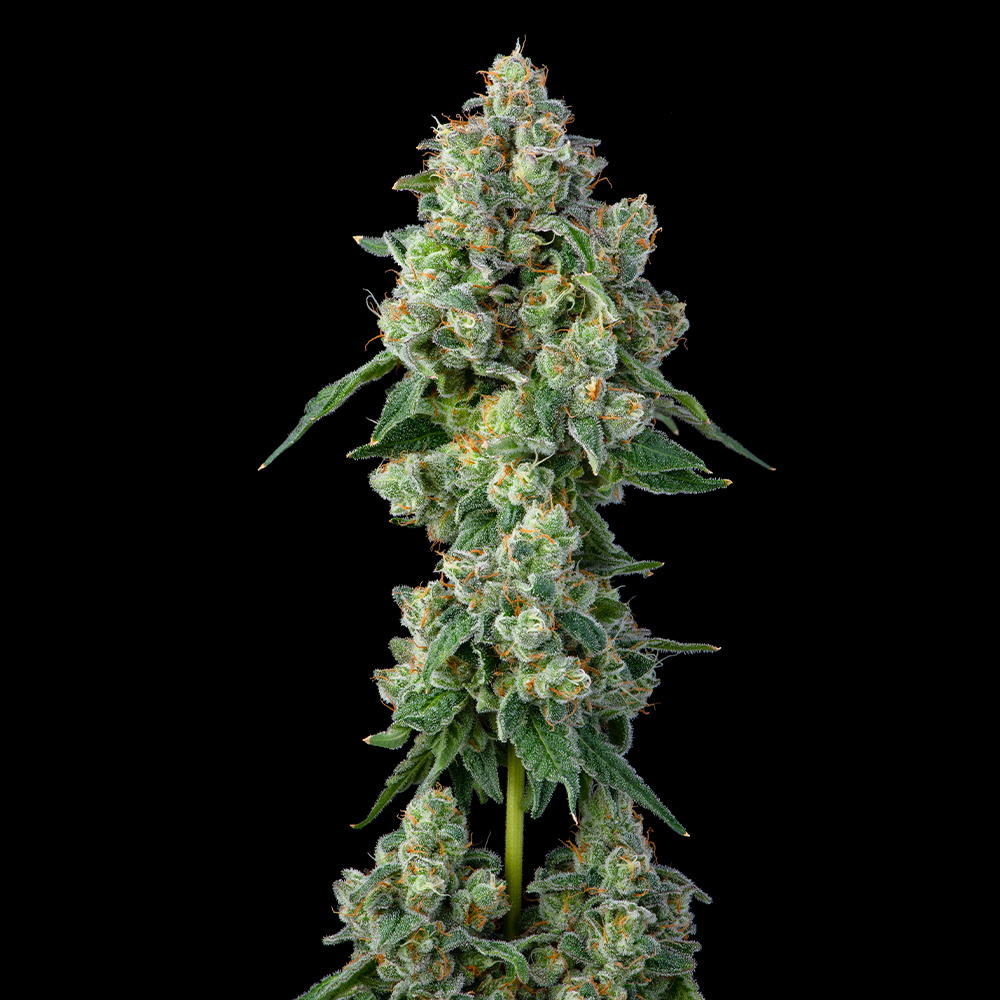 Inside Joke Feminized Cannabis Seeds by Compound Genetics