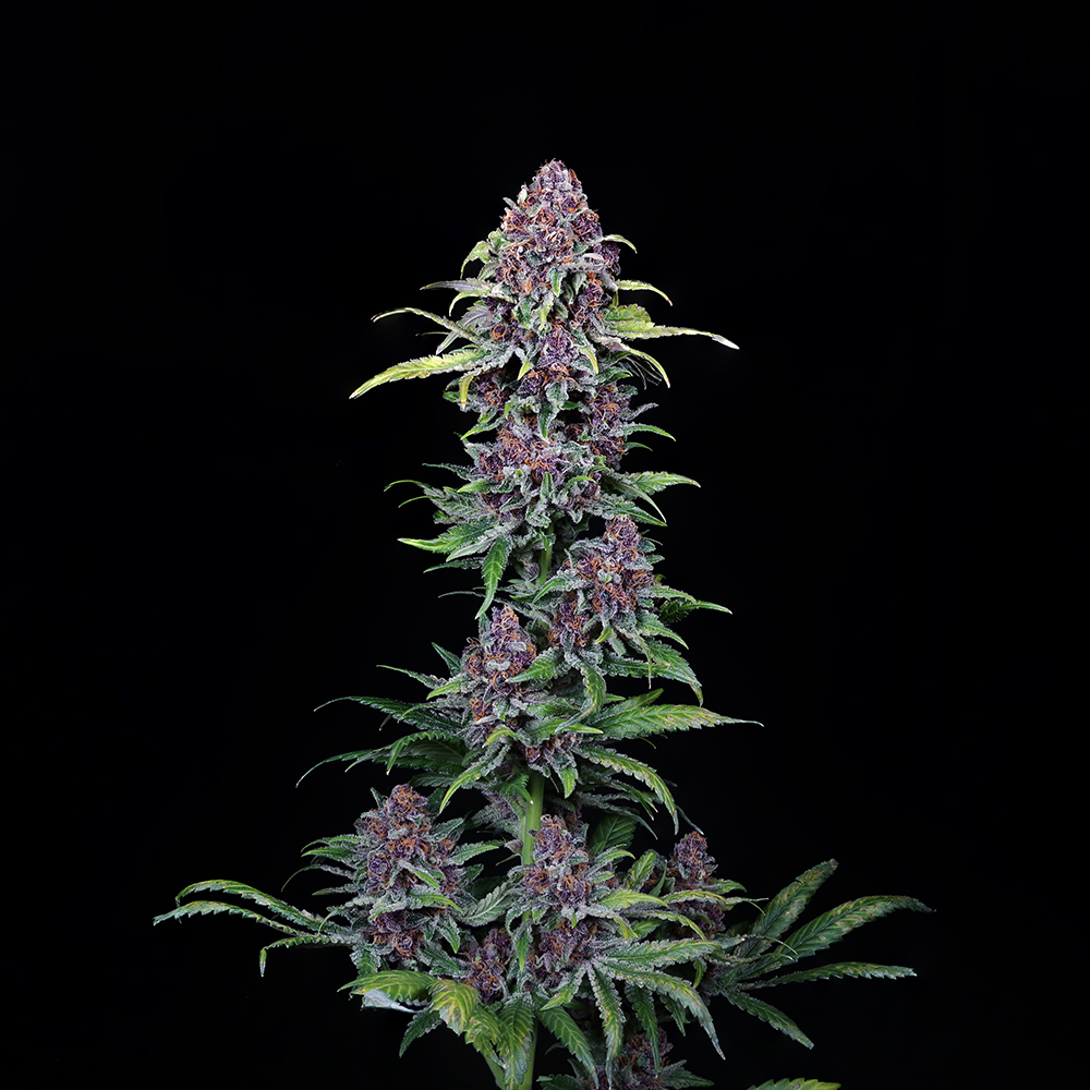 NYC Vapor Feminized Cannabis Seeds by Compound Genetics