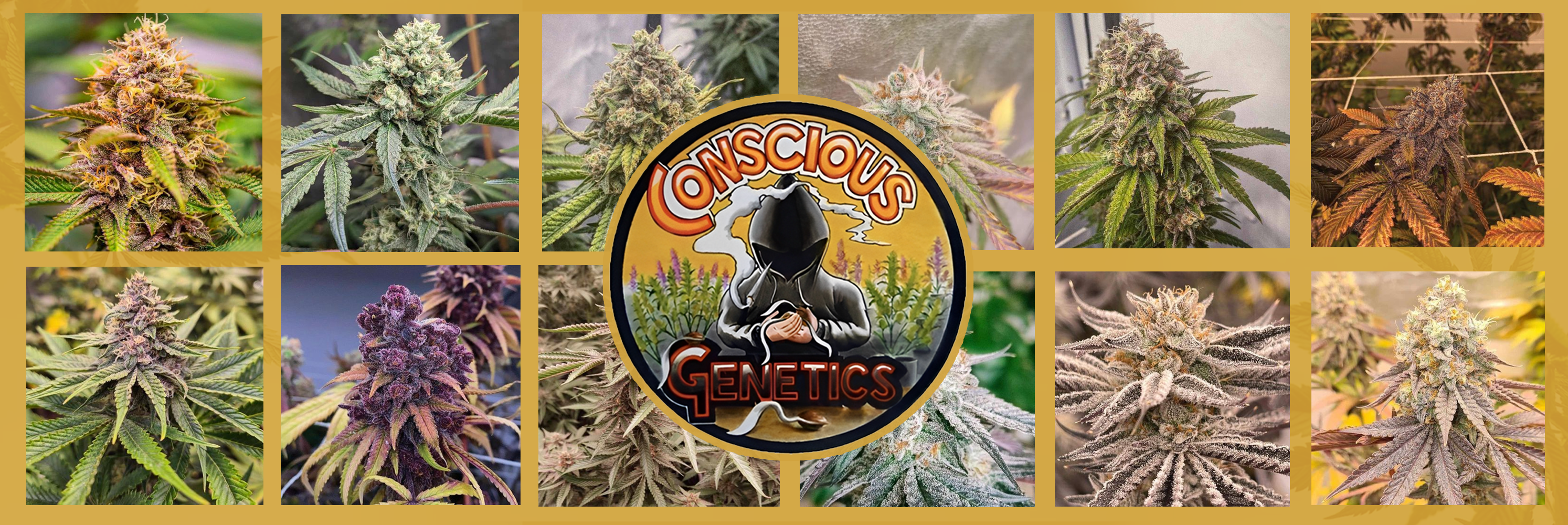 Conscious Genetics Wholesale