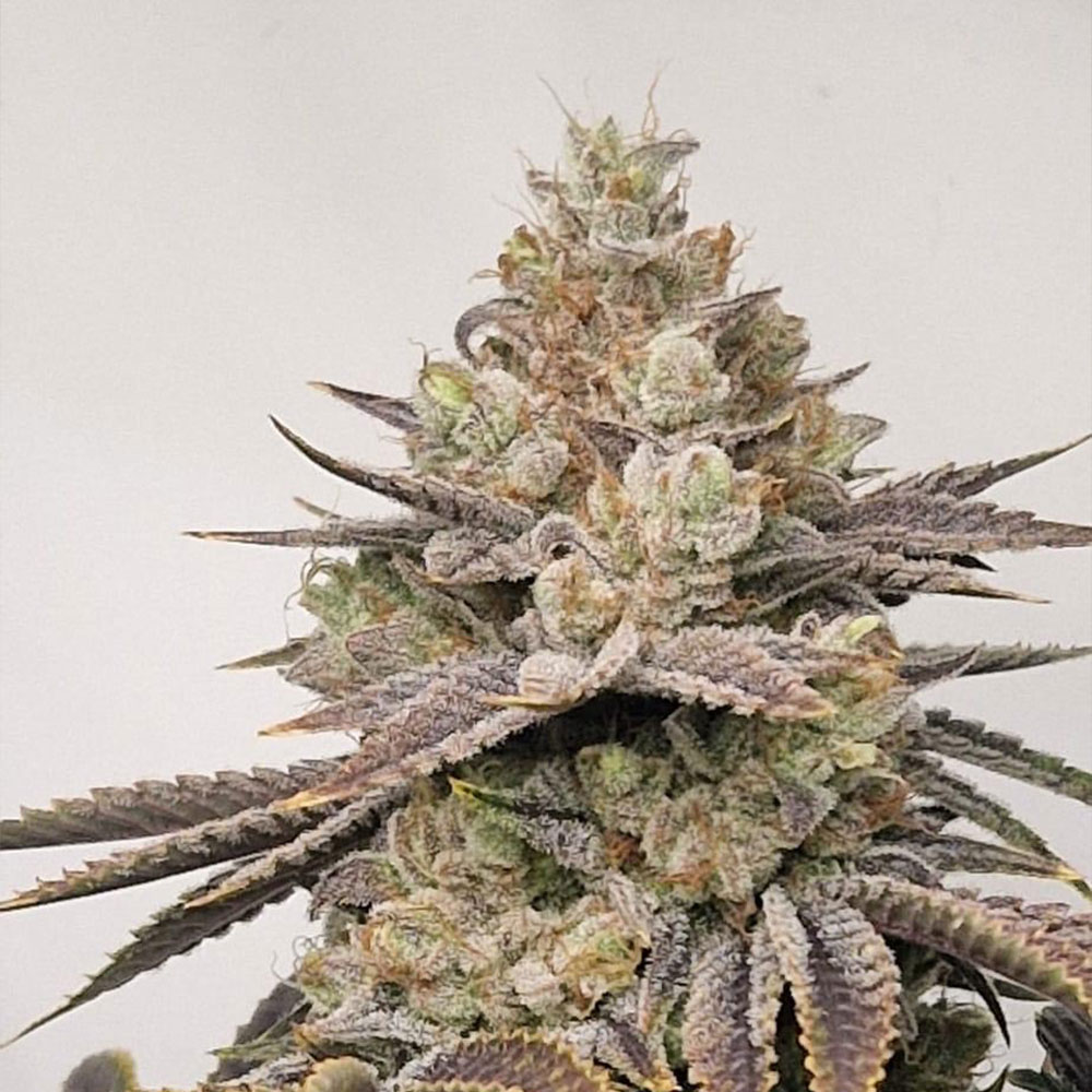 Chakra'z Regular Cannabis Seeds Conscious Genetics
