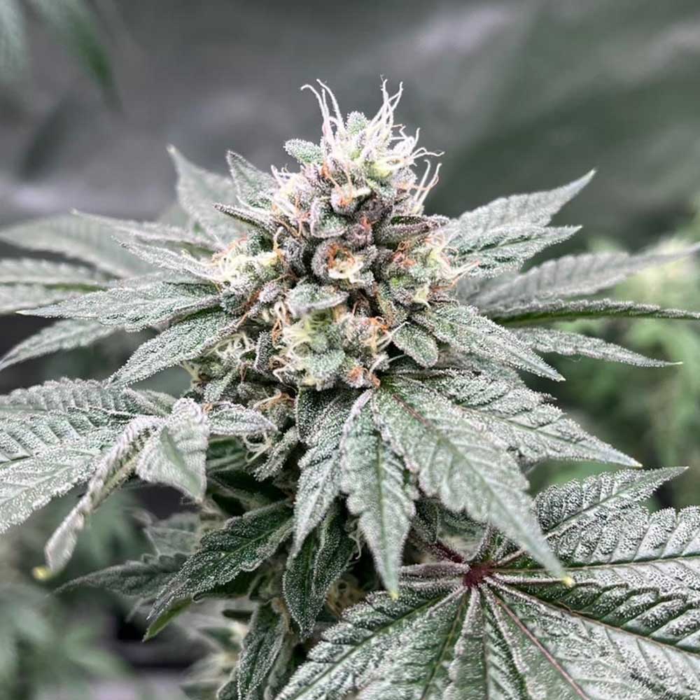 Gas Dropz Regular Cannabis Seeds Conscious Genetics