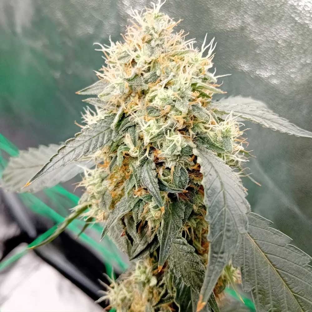 OG Scotti Regular Cannabis Seeds Conscious Genetics