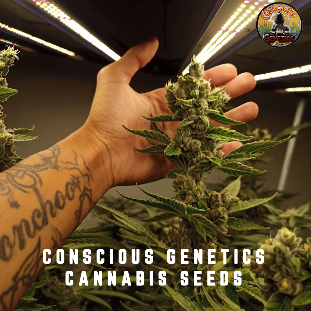 Conscious Genetics Cannabis Seeds