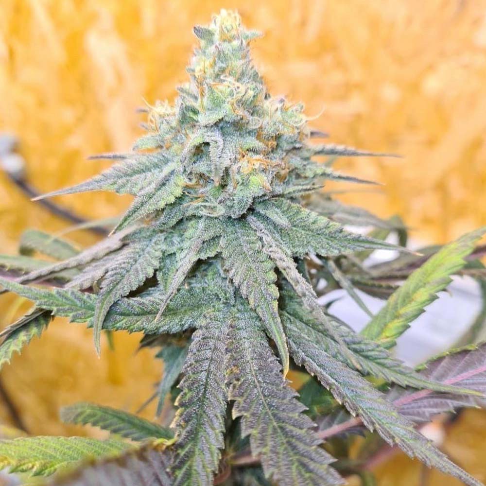 Frozen Rose Female Weed Seeds by Conscious Genetics