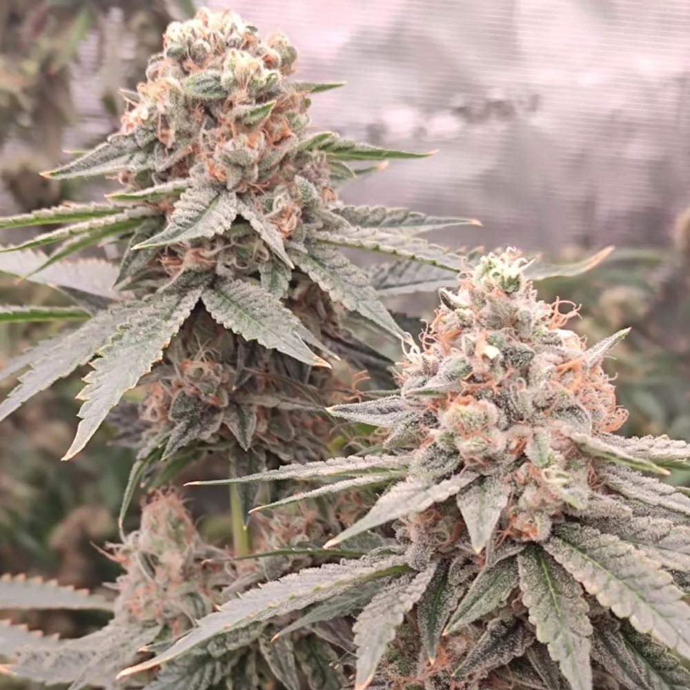 London Velvet Cake Female Weed Seeds by Conscious Genetics