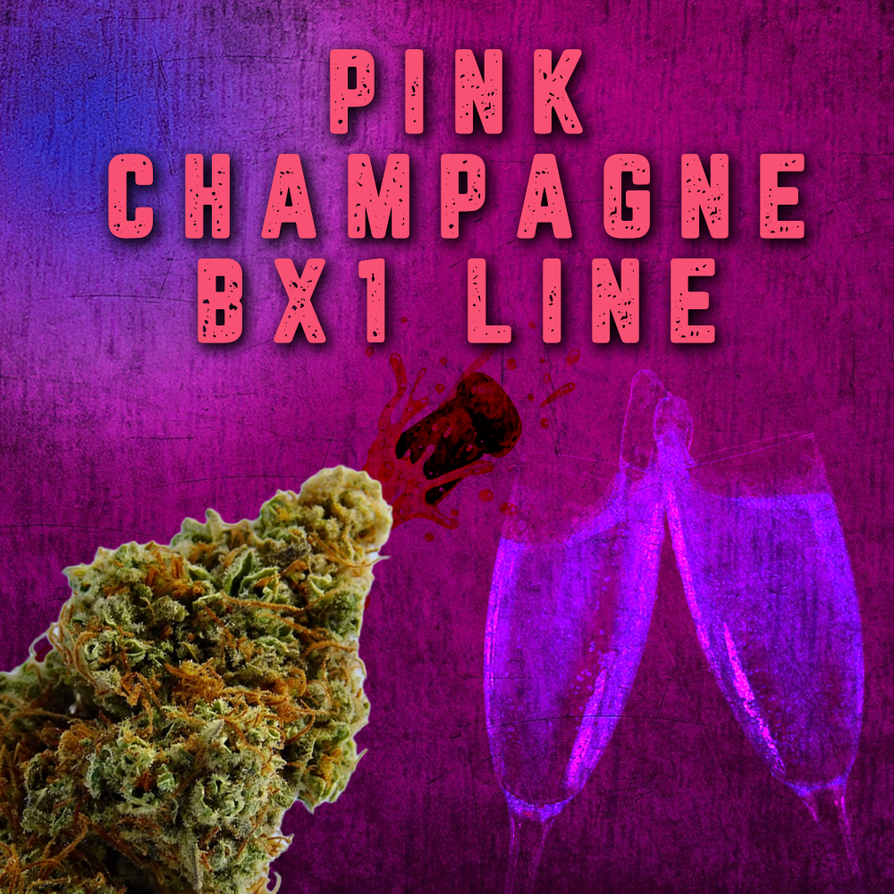 Pink Champagne Bx1 Line