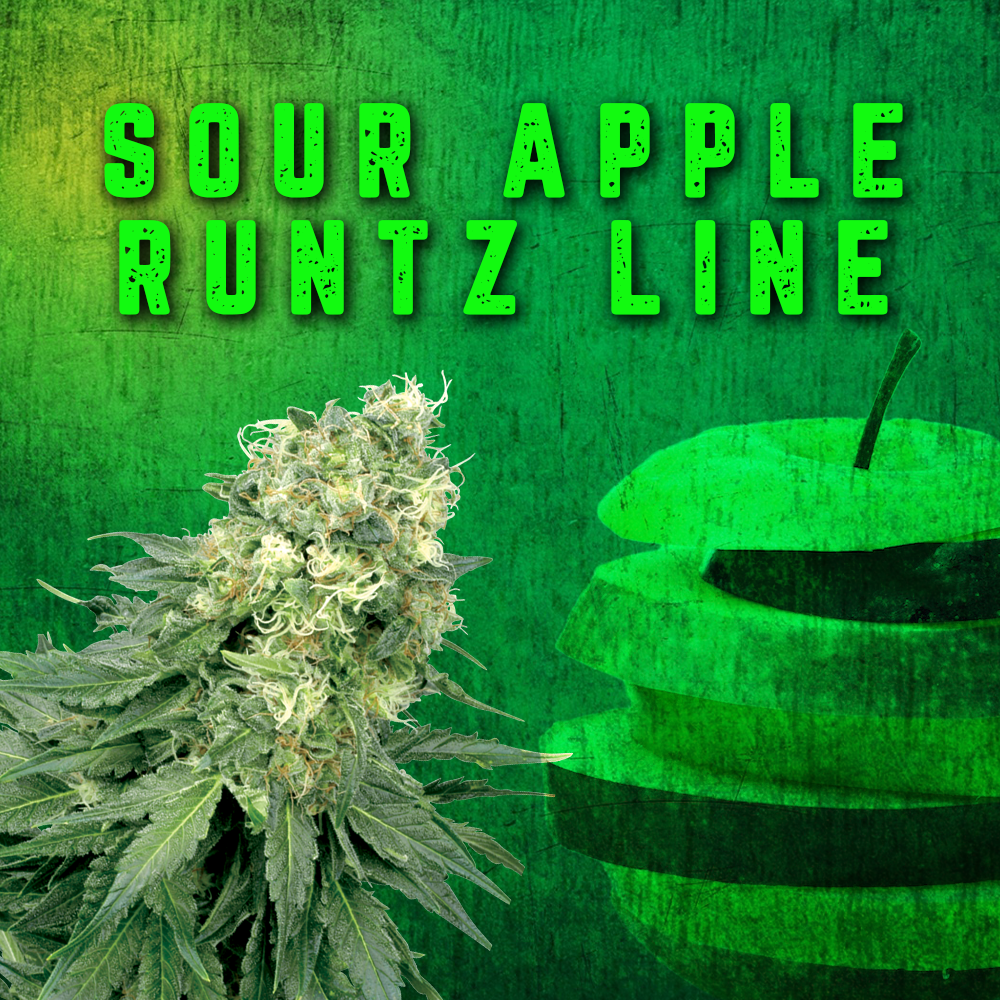 Sour Apple Runtz LineFeminized