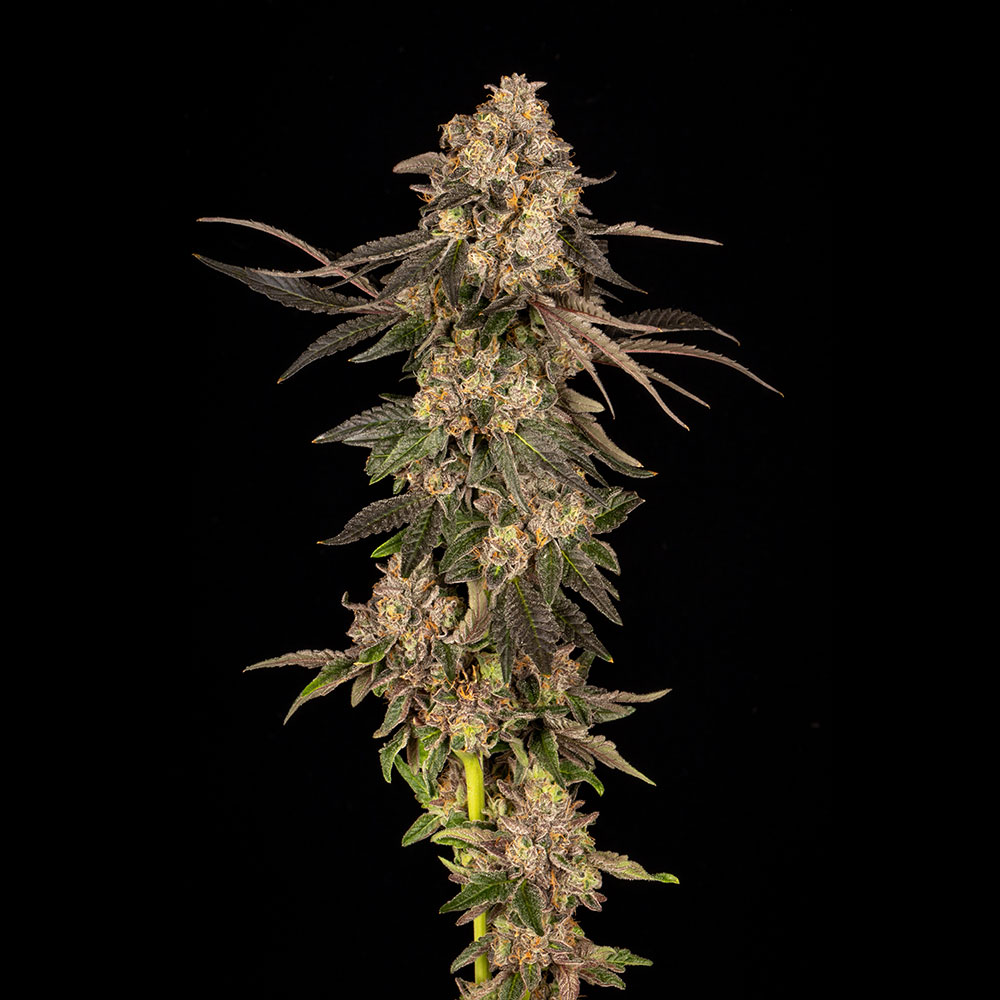 Cherry Fritter Feminized Wholesale