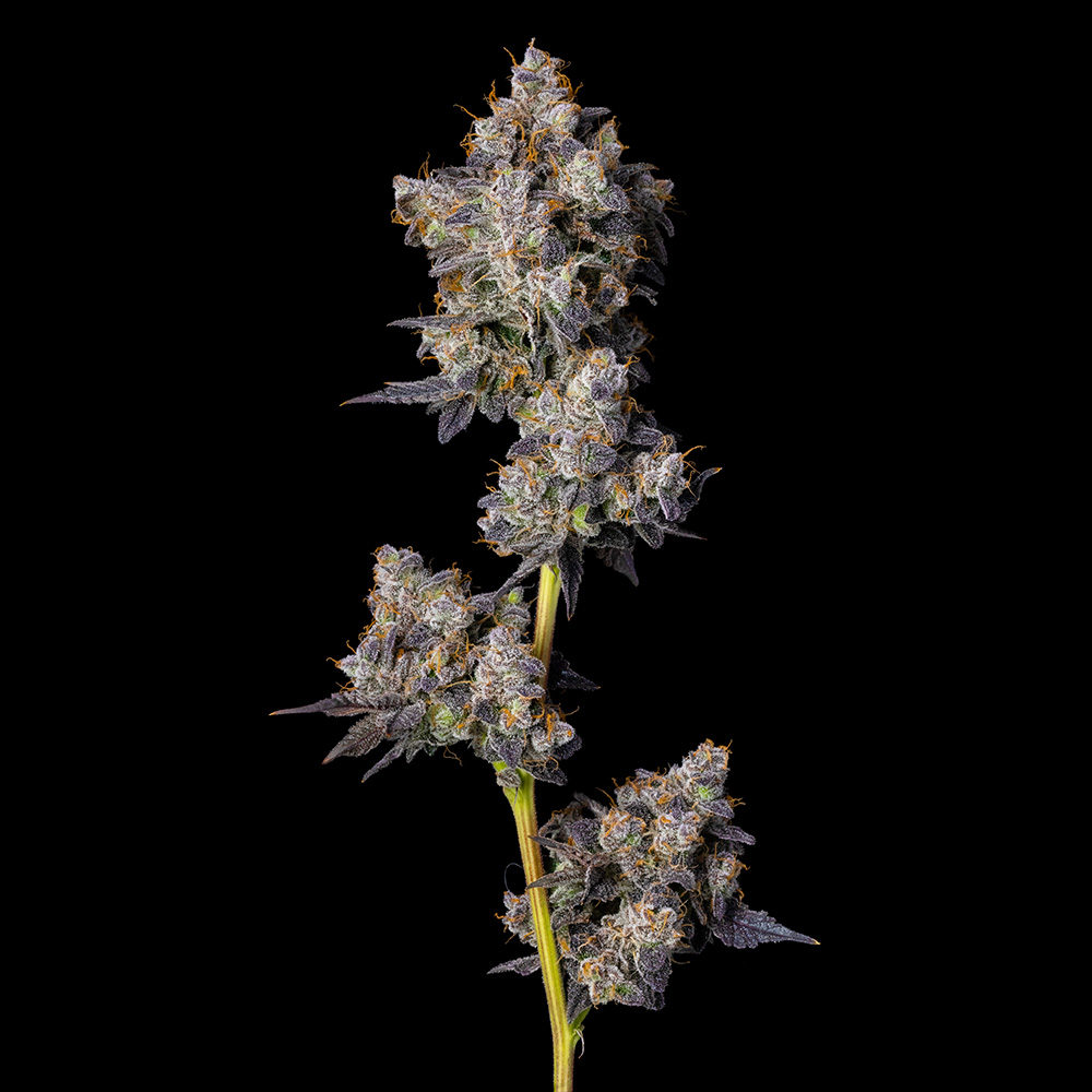 Cherry Zolato Feminized