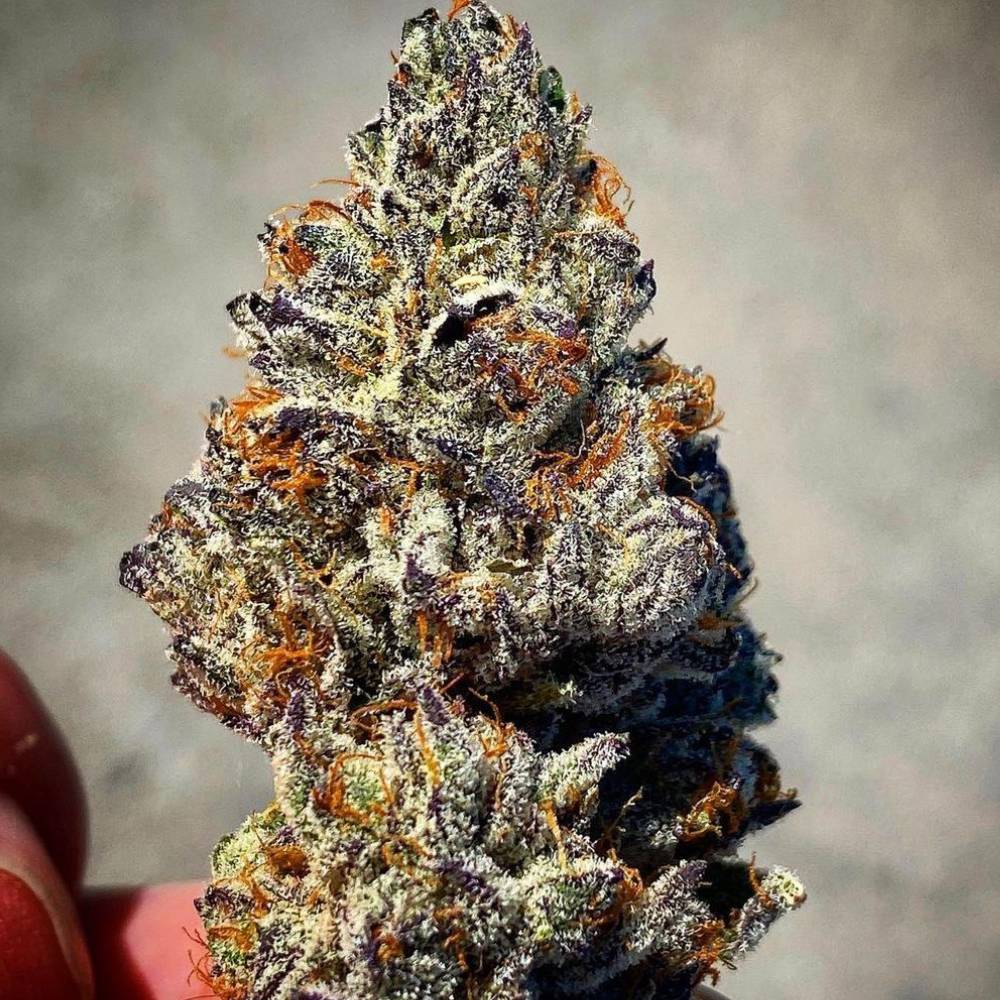 DNA Genetics Cannabis Seeds