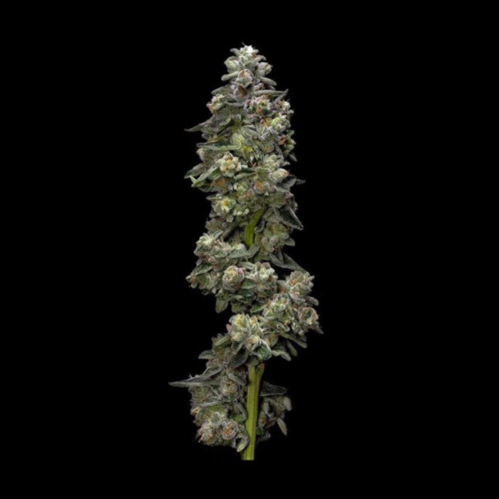 Auto Bakers Delight DNA Genetics Wholesale