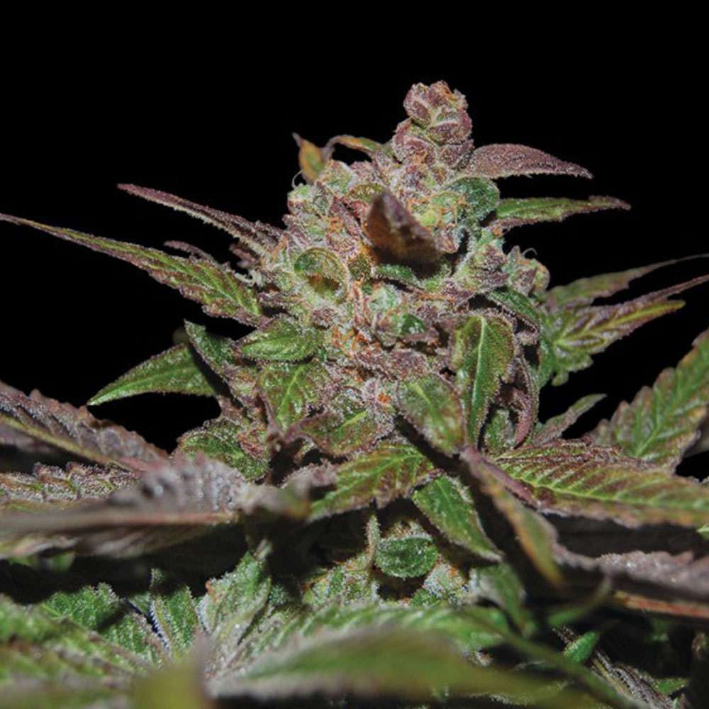 Auto Purple Wreck DNA Genetics Wholesale