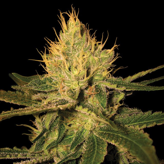 Cannalope Haze Female Cannabis Seeds by DNA Genetics Wholesale