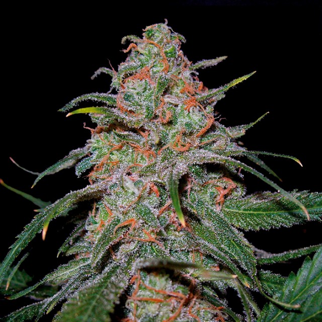 Lemon Skunk Female Cannabis Seeds by DNA Genetics Wholesale