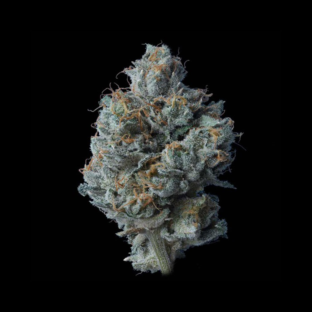 Zallah Bread Feminized Cannabis Seeds DNA Genetics Wholesale