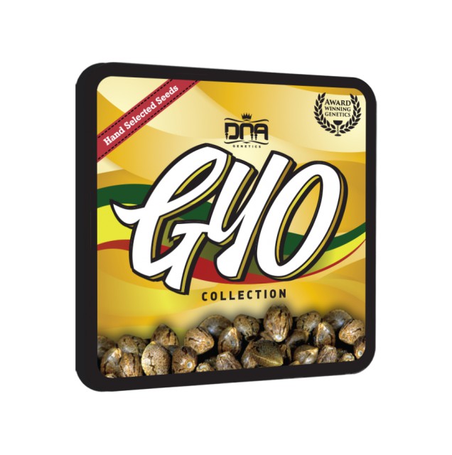 El Fuego Female Cannabis Seeds by DNA Genetics Wholesale