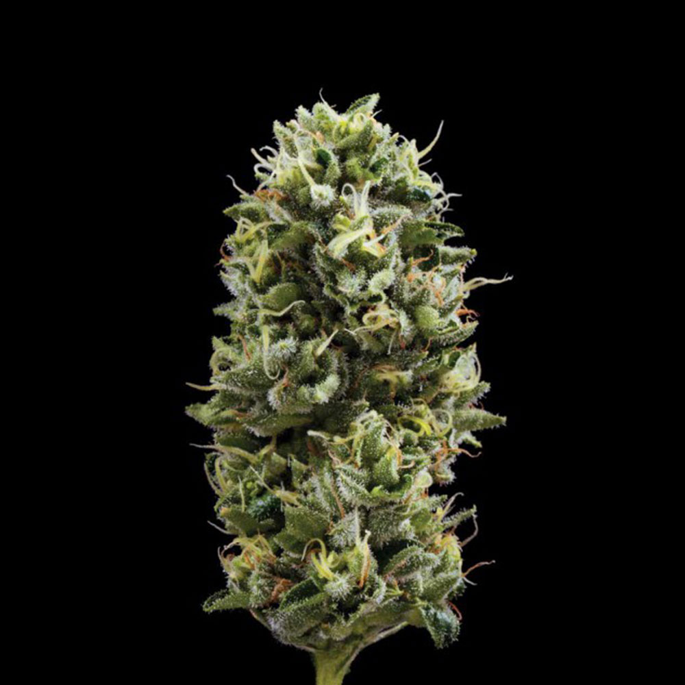 Snack Pack Feminized Cannabis Seeds DNA Genetics Wholesale