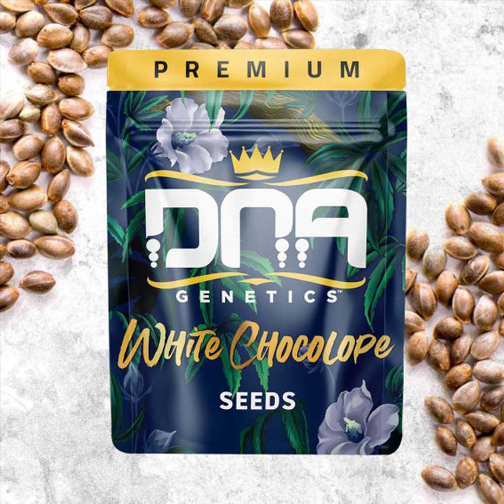 White Chocolope Feminized Cannabis Seeds DNA Genetics Wholesale